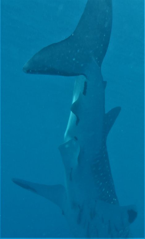 3266998e-a0d3-4f03-ae52-b27938258426