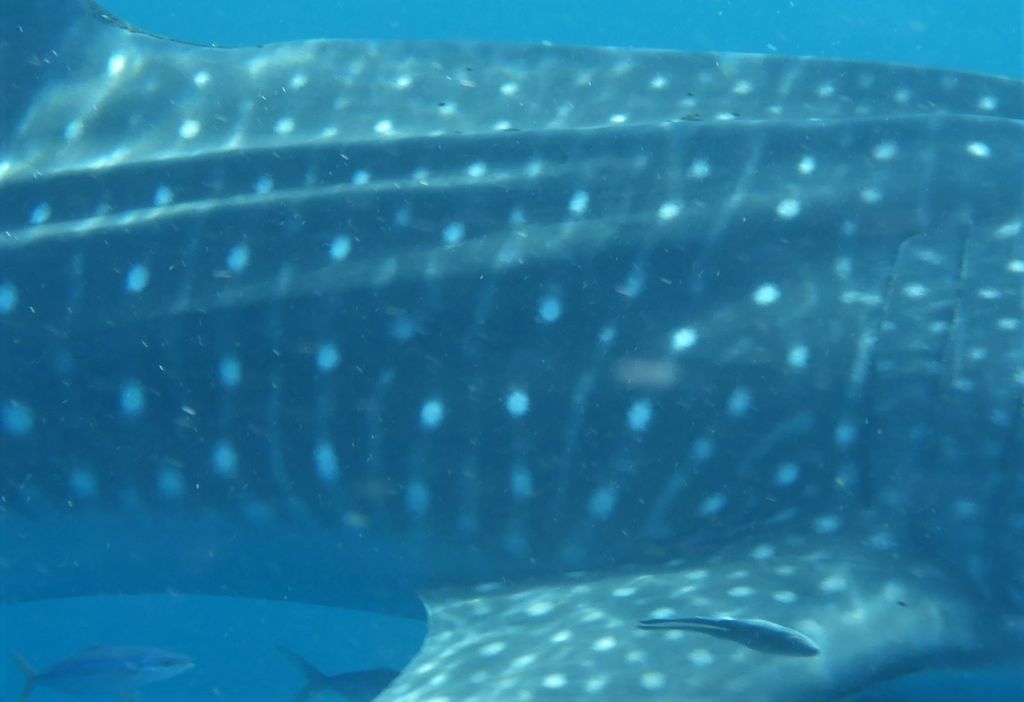 3266998e-a0d3-4f03-ae52-b27938258426