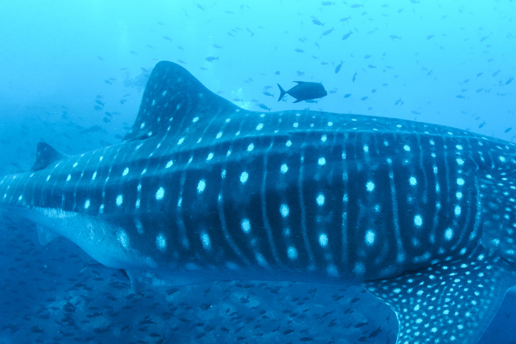 5dc951e1-9e5a-4bca-863b-8973748bd241