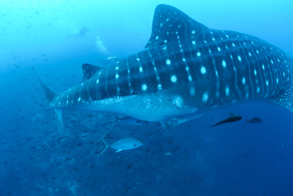 5dc951e1-9e5a-4bca-863b-8973748bd241