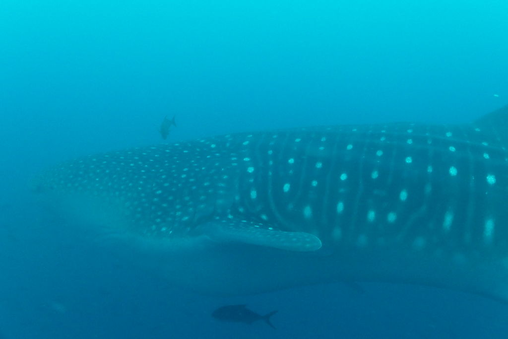 5dc951e1-9e5a-4bca-863b-8973748bd241