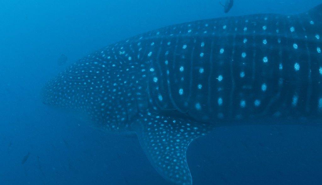 5dc951e1-9e5a-4bca-863b-8973748bd241