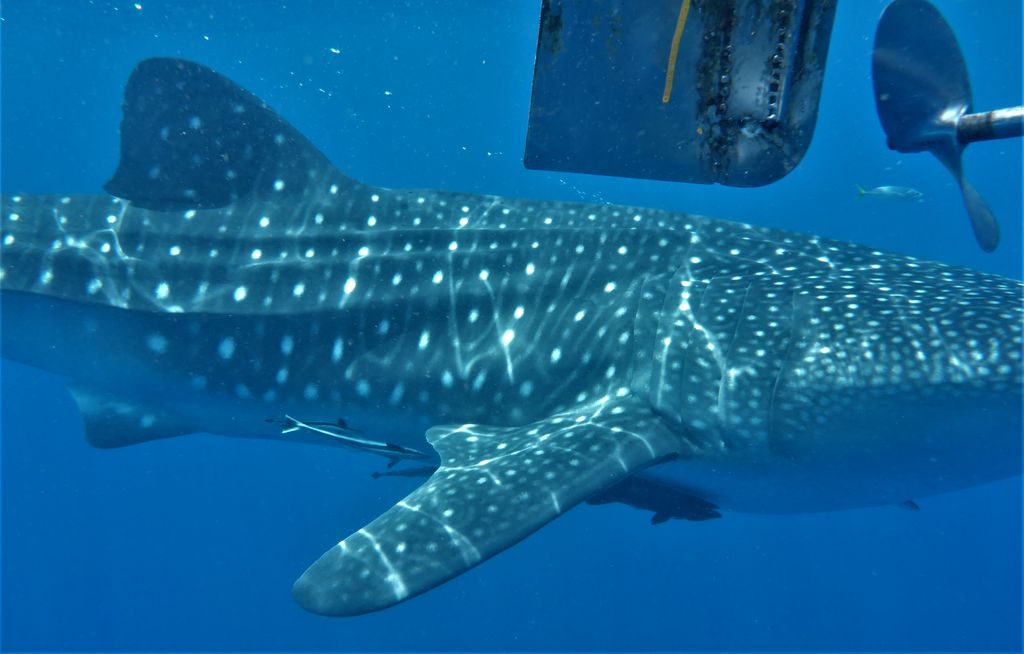 4161e76c-c81e-4045-9c25-99bd2770a108