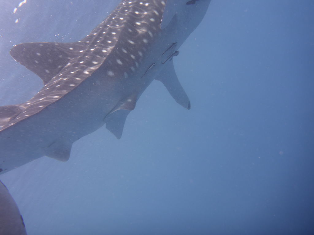 4161e76c-c81e-4045-9c25-99bd2770a108