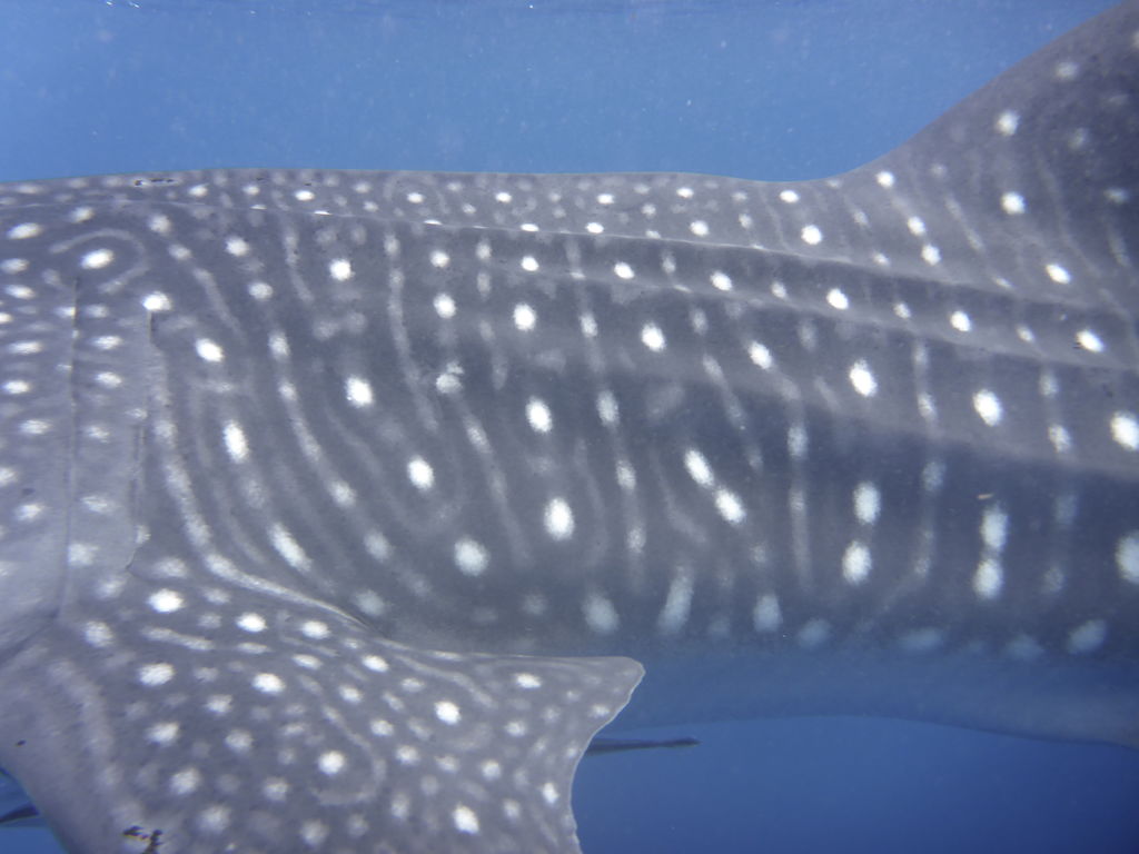 4161e76c-c81e-4045-9c25-99bd2770a108