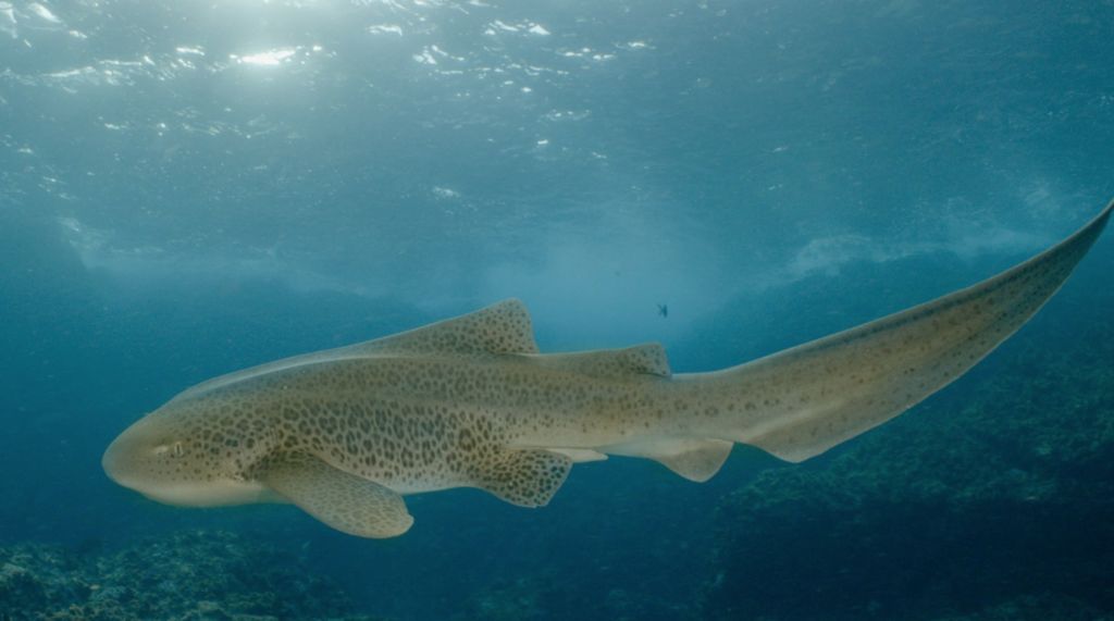 9a20f94f-7c8b-4476-8c86-db3ee513e758