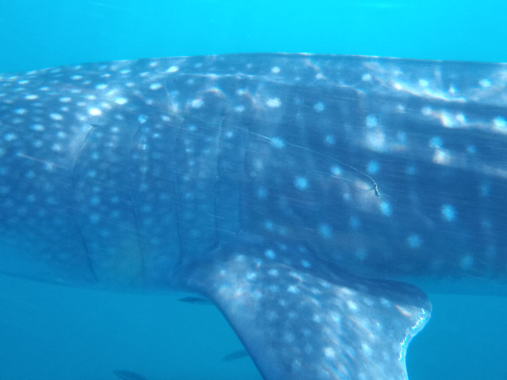 71431516-53be-4fea-bd91-fc8bfc64f7e5