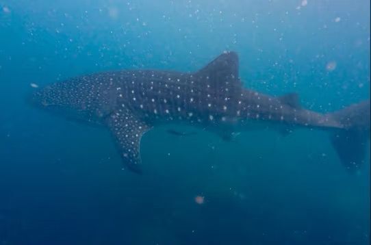 280db42c-9273-4afd-bfb6-c0345e488aeb