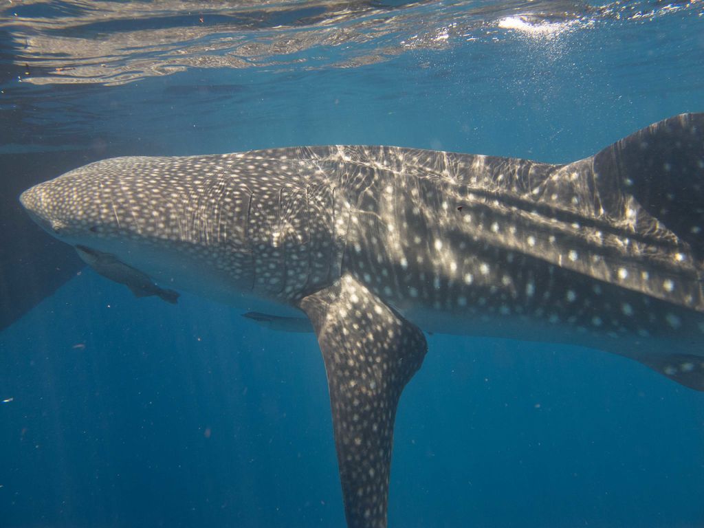 518fb49a-a7d5-4d11-8fbb-4ac3e38debf9