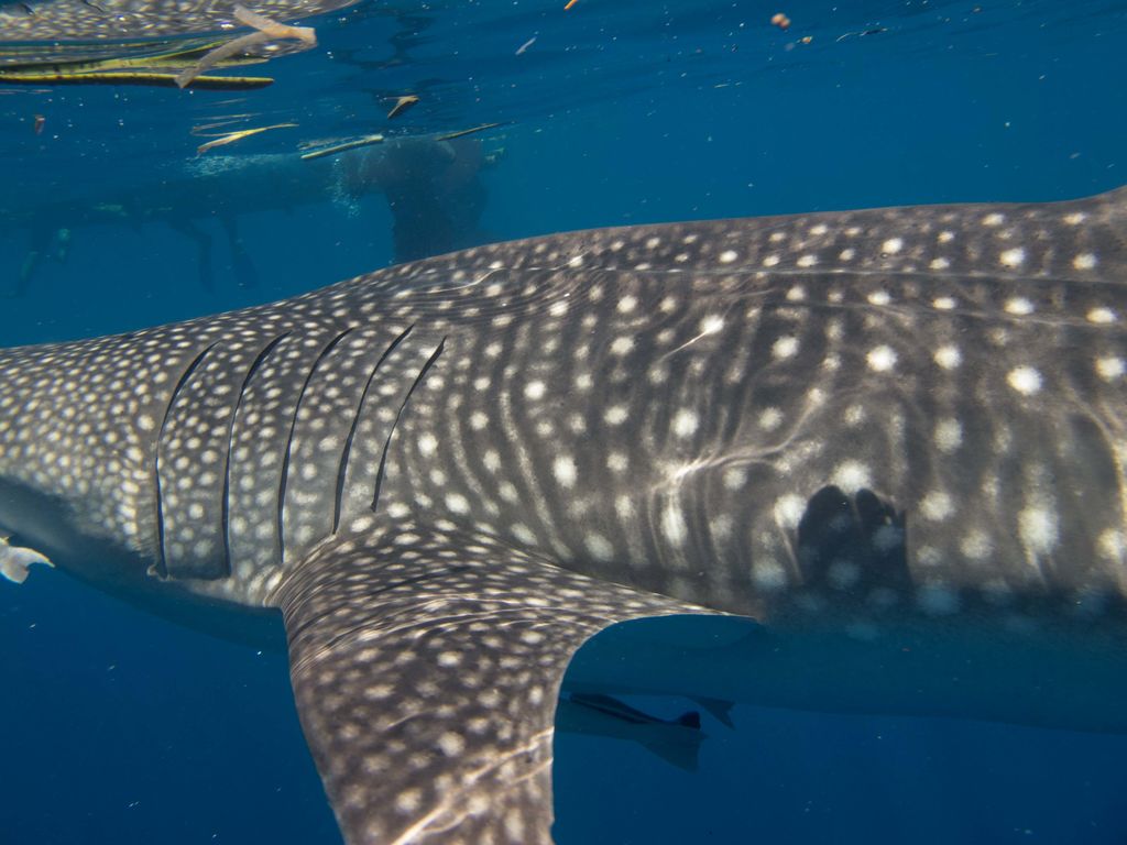 518fb49a-a7d5-4d11-8fbb-4ac3e38debf9