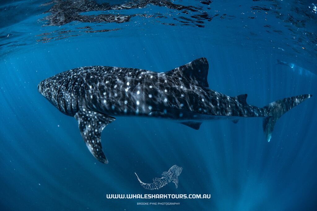 da225f15-0ff3-4080-993b-7ffc062487a5