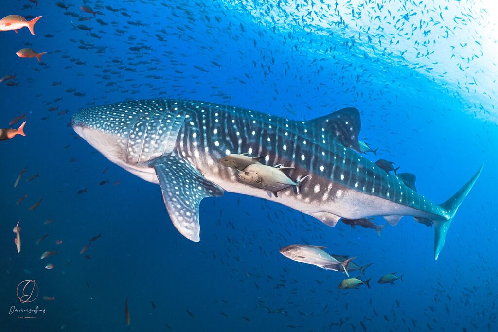 d7a68d08-641d-46cd-b9a3-f1f50b0a478c