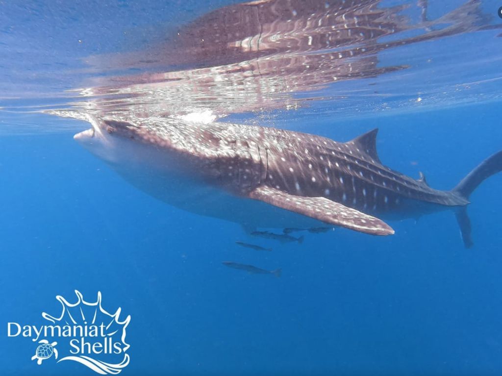 881139e8-c29d-4f85-9678-cb60a7d0655e