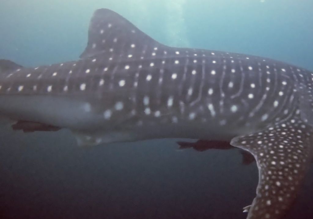 e1112eca-d450-4d9e-9de6-3d13447b8e15