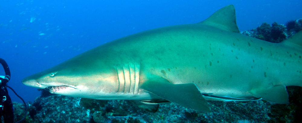 f52a0dae-5be0-413c-8b80-5fa5f956fcda