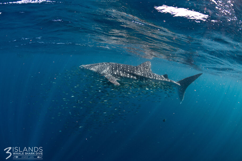 fe2335de-b43c-4042-a158-a93469583e71