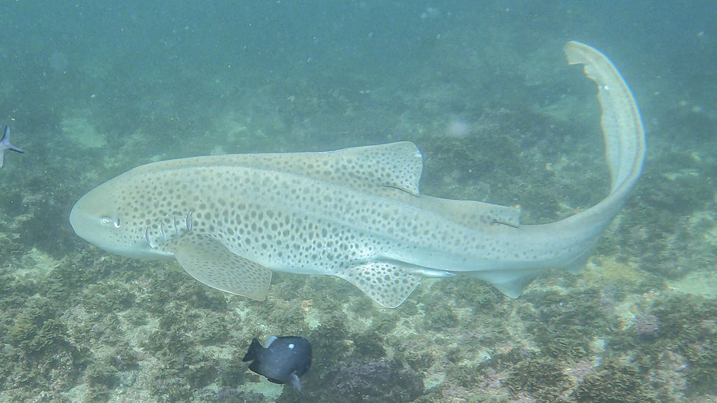 a62dc779-4720-4379-9956-9be28e2e9720