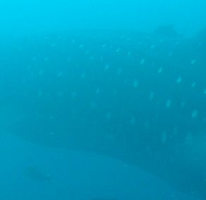 722c4f01-afd7-41af-b6dc-4c597e62b110