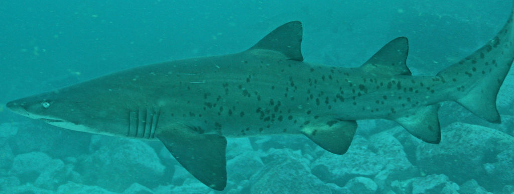 dc228b8d-7081-468e-9874-c77a55f01e0f