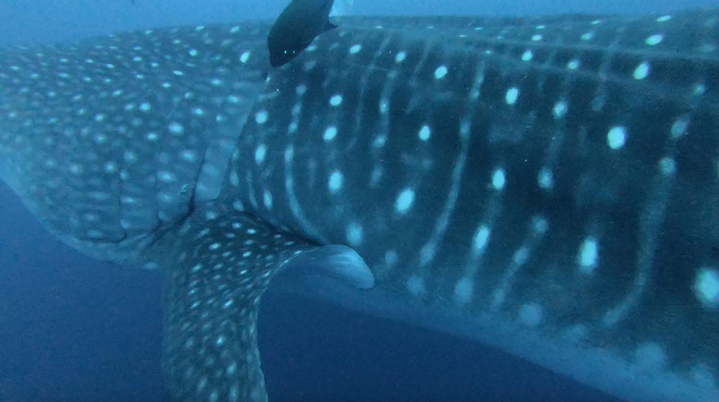 b573333d-a66a-45c6-b25a-66f2369a1a80