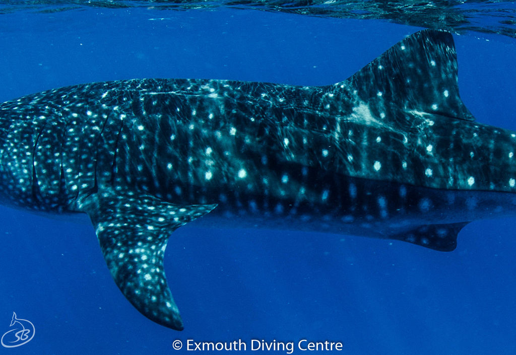 1c70dc3c-d654-4e1a-817b-4eea1c7d6cd3