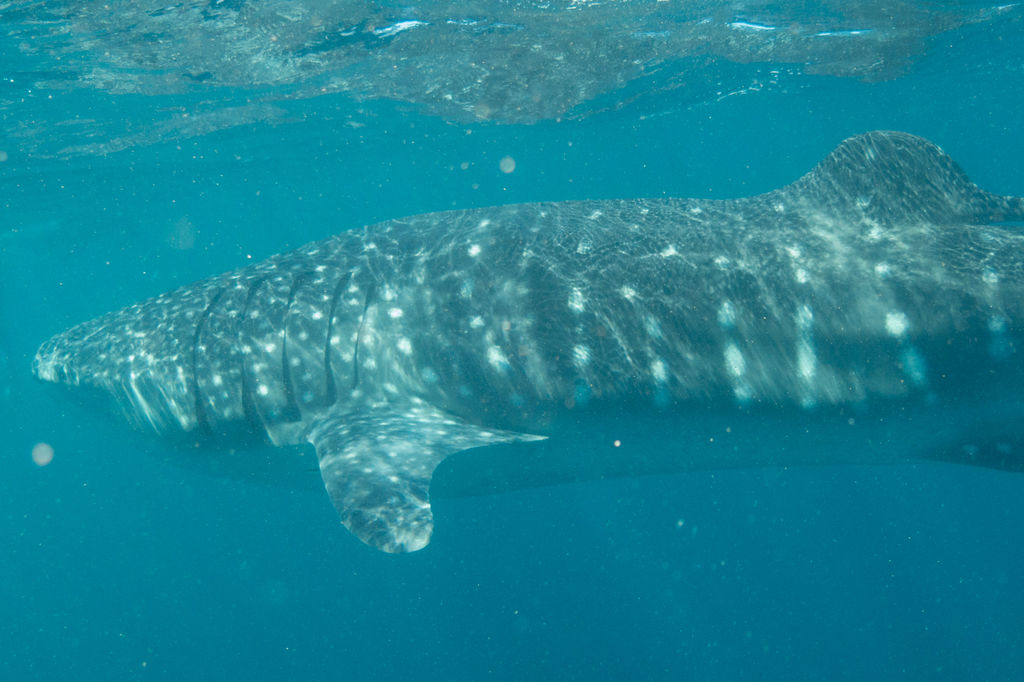 d17f668c-517e-4fc9-844f-cdc15c6a77ce