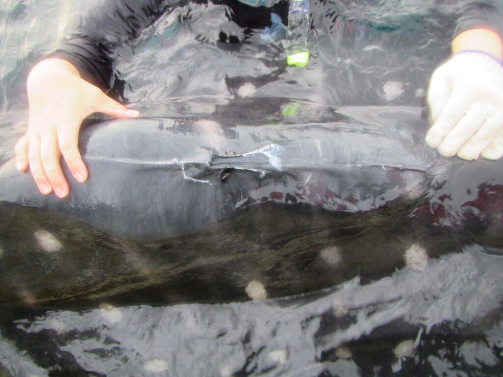 686ac81a-96cc-47b5-ba6a-a44eb341ab2e