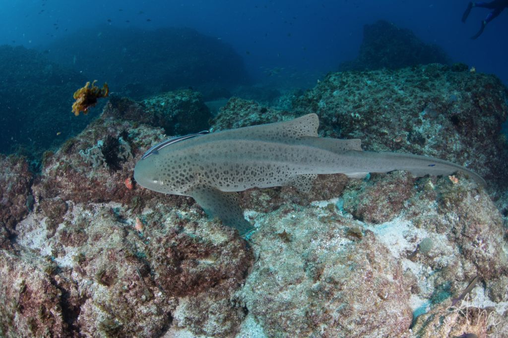 18aff22f-4c5d-42b4-8d87-b8911879a44f