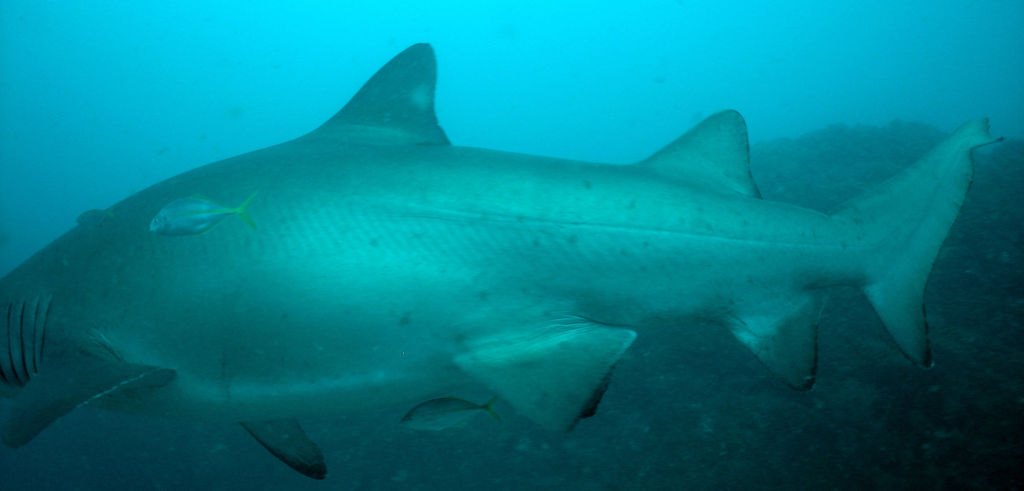 9a2f2cf8-61cd-4630-8d25-03314e2ea98f