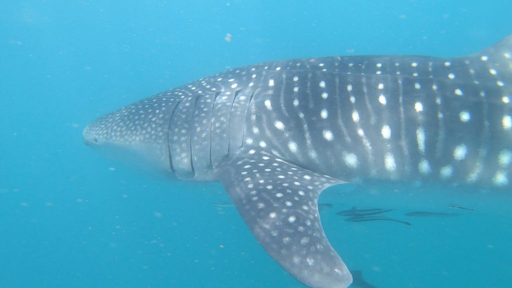 bdef321d-3689-4933-acfb-ba6364f851b2