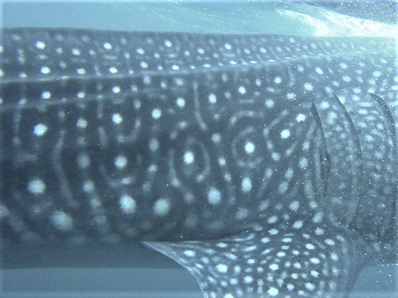 f8e29ba7-200b-445d-a226-b18b29d98624