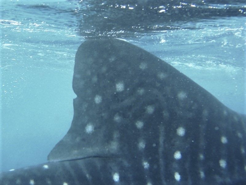 f8e29ba7-200b-445d-a226-b18b29d98624