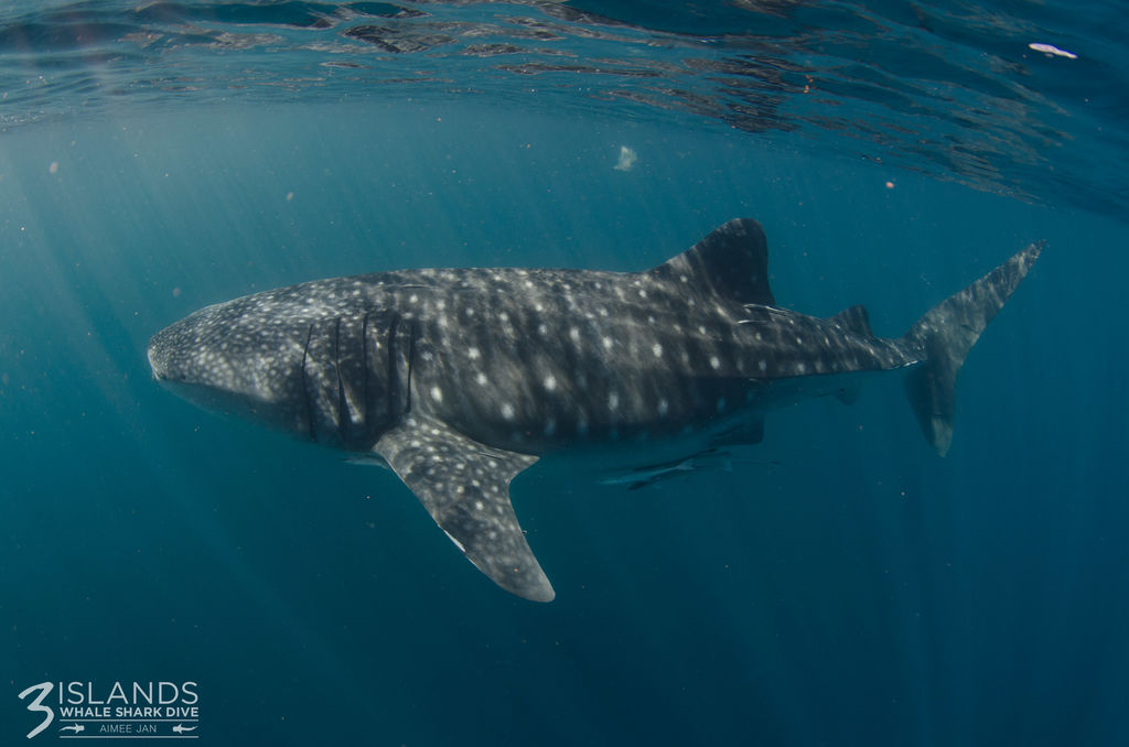 7a0c9c8f-09de-48e4-b0d2-b6c69ae6c927