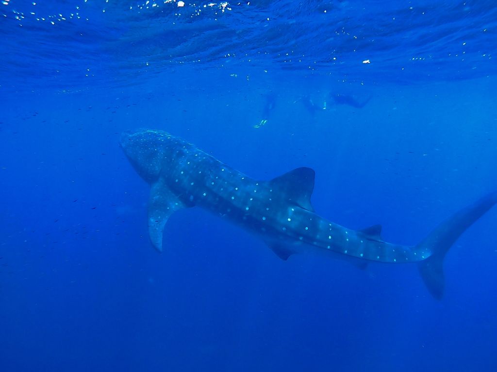 97558823-4647-4399-85e6-b7165e9de4b3