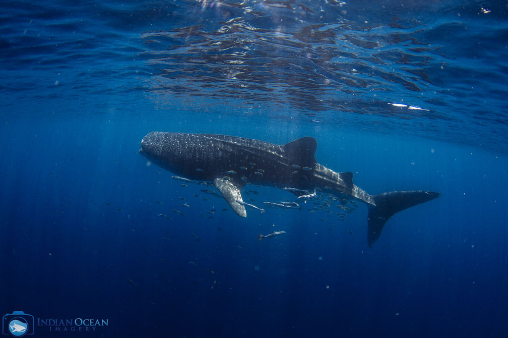 681eb728-2d82-4ebb-bfbe-abb37927015f