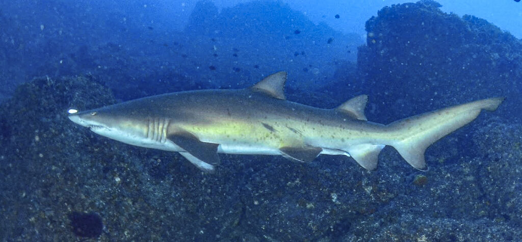 7d31a38d-76eb-43ac-843e-42761febb3ef