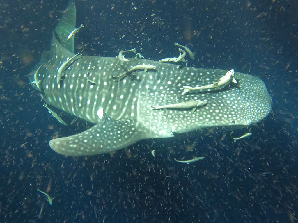 32dff4f4-36e7-4533-bc45-cd2dec77a791