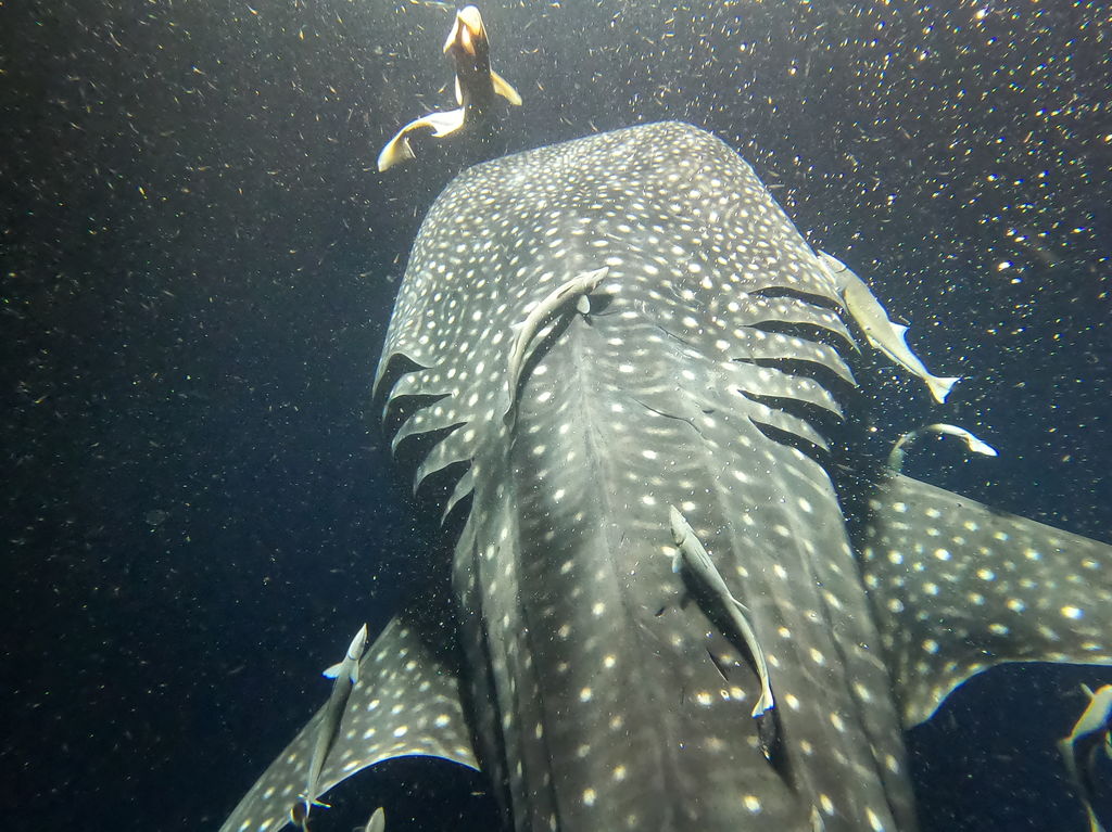 32dff4f4-36e7-4533-bc45-cd2dec77a791