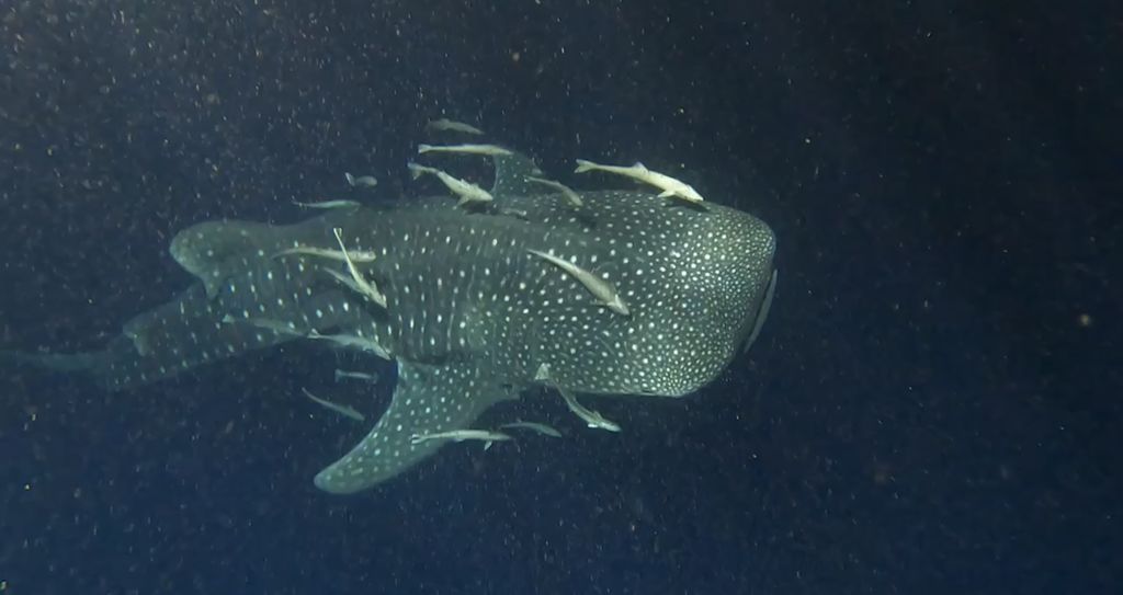 32dff4f4-36e7-4533-bc45-cd2dec77a791