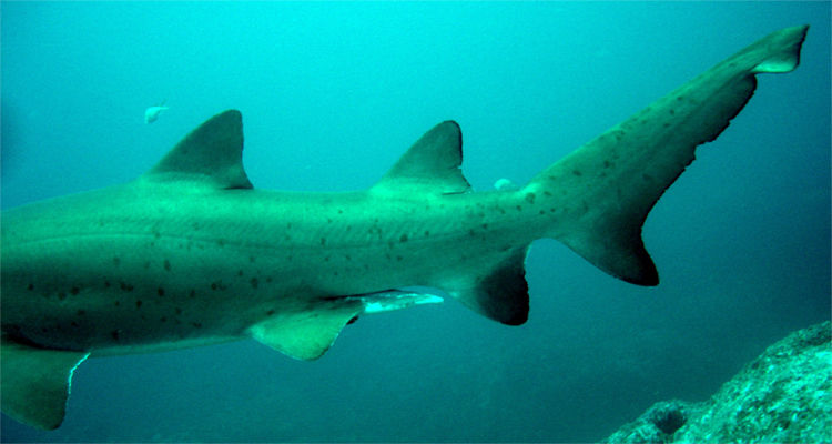 f5042fef-05cf-4b09-9487-1517ff4bb741