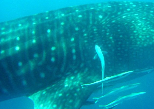 9db1ab97-34f9-4d64-a757-958321efbcc2