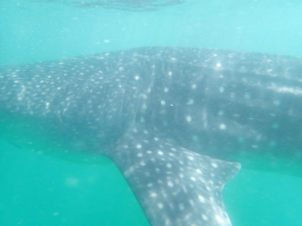 57c65923-73e0-4fb1-8c40-84686a8e3ea1