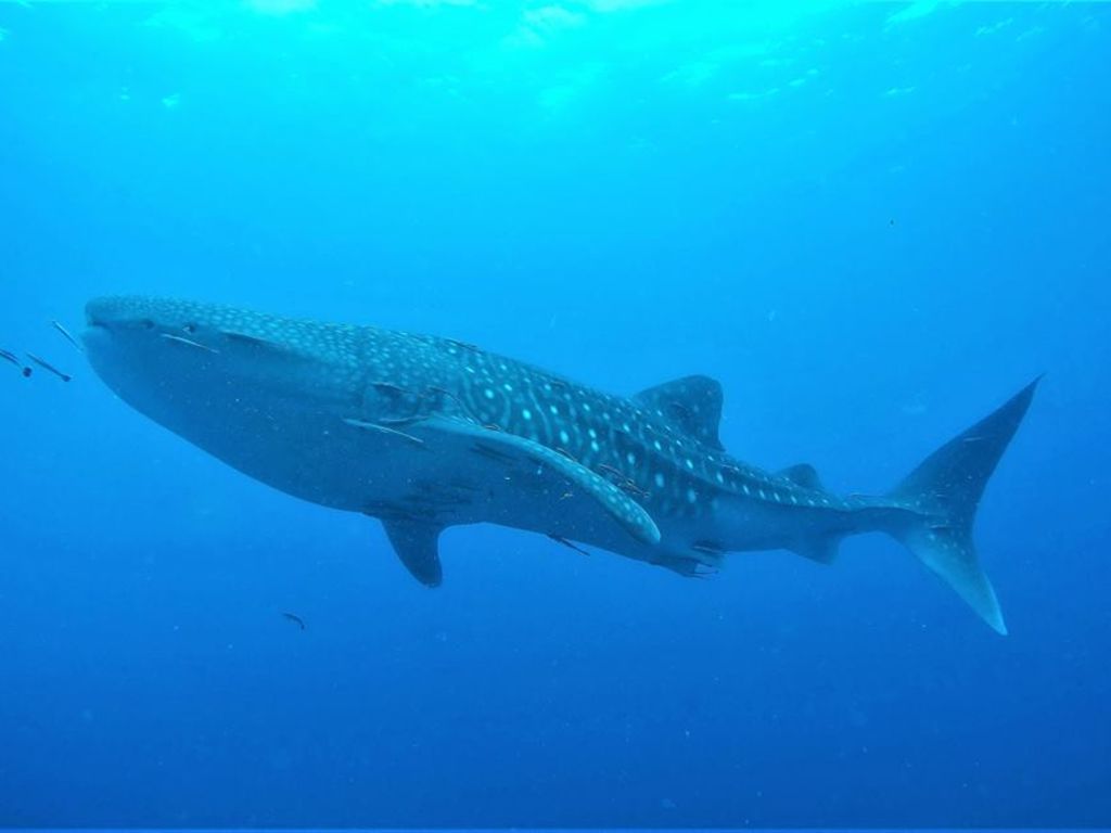 1fac5d63-a04e-4dde-b1c2-a1fa877e2296