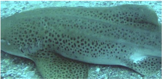 c2a1bbd1-4431-4b19-b511-0dfee1399901