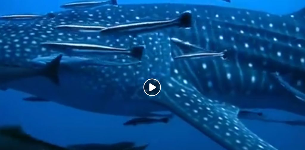 dc64d7cd-cdd0-4966-9105-843f9ba1de5d