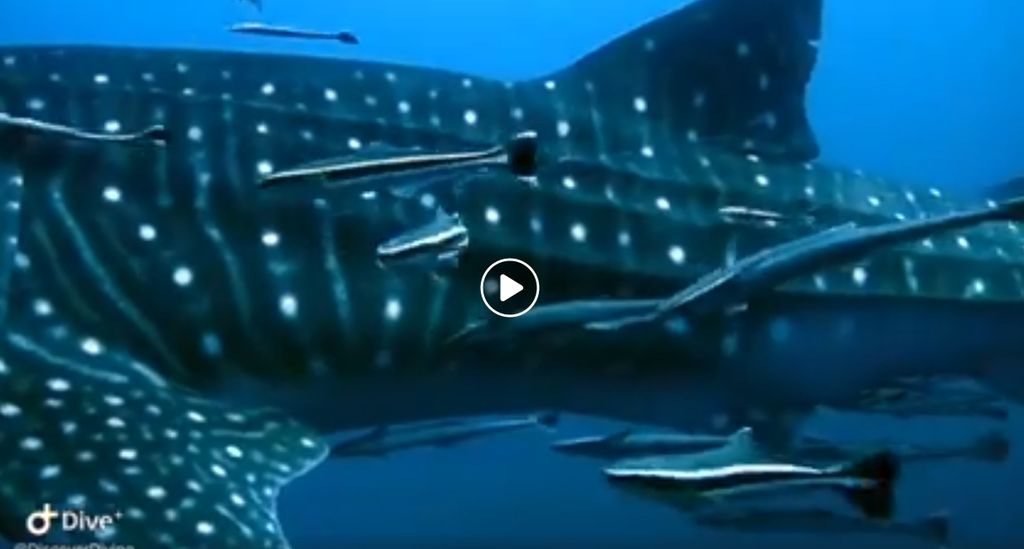 dc64d7cd-cdd0-4966-9105-843f9ba1de5d