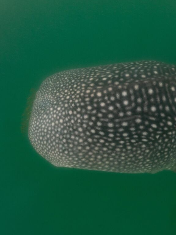 76615c59-3f7e-4f9e-b851-a414ff3e3f74