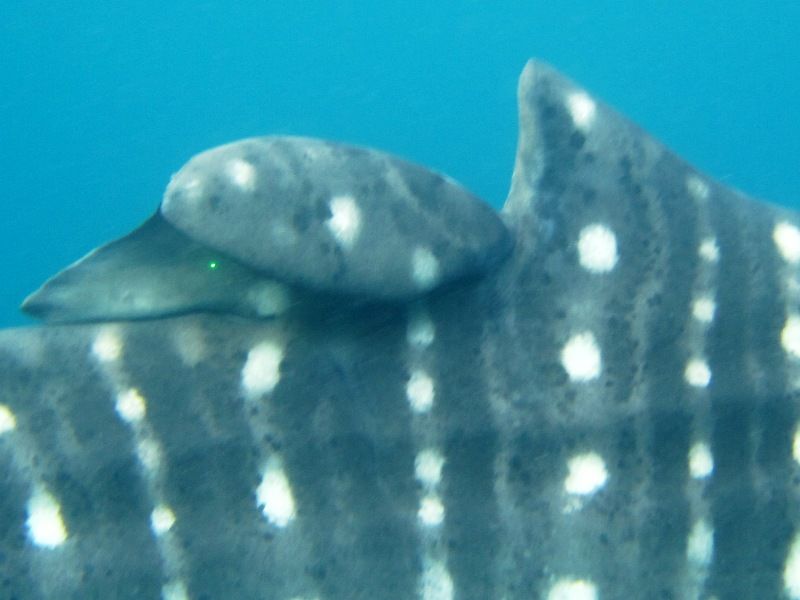 f4da3f78-3c67-4019-879d-c4e684a595fe