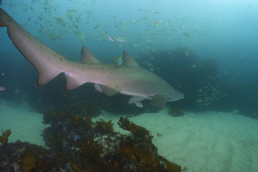 d0cb8777-efaa-4d47-8374-e8d200c84025