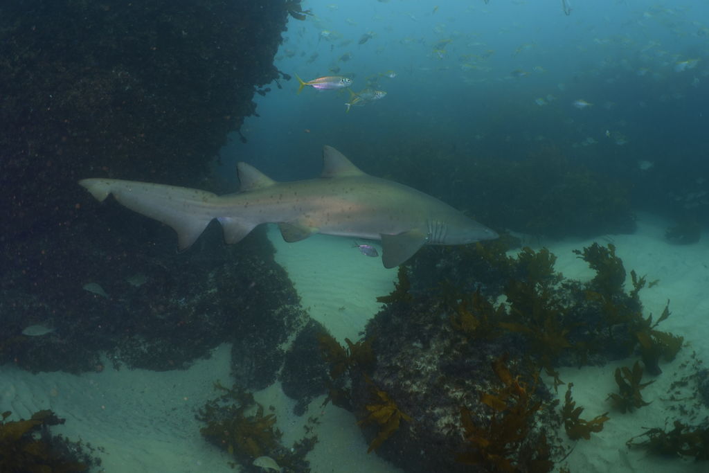 d0cb8777-efaa-4d47-8374-e8d200c84025